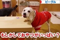 にほんブログ村 犬ブログ ビーグルへ