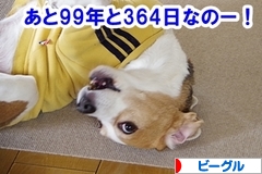 にほんブログ村 犬ブログ ビーグルへ