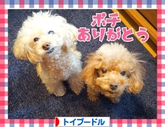 にほんブログ村 犬ブログ トイプードルへ