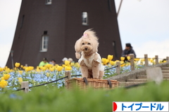 にほんブログ村 犬ブログ トイプードルへ