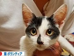 にほんブログ村 猫ブログ 猫 ボランティア・保護活動へ