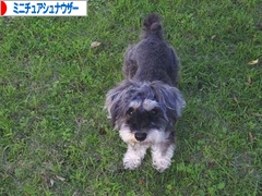 にほんブログ村 犬ブログ ミニチュアシュナウザーへ