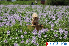 にほんブログ村 犬ブログ トイプードルへ