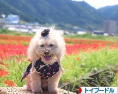 にほんブログ村 犬ブログ トイプードルへ