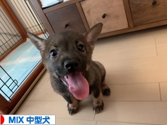 にほんブログ村 犬ブログ MIX中型犬へ