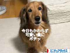 にほんブログ村 犬ブログ ミニチュアダックスフンドへ