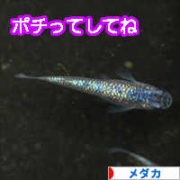 にほんブログ村 観賞魚ブログ メダカへ