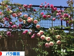 にほんブログ村 花・園芸ブログ バラ園芸へ