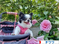 にほんブログ村 犬ブログ チワワへ