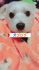 にほんブログ村 犬ブログへ