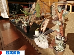 にほんブログ村 花・園芸ブログ 観葉植物へ