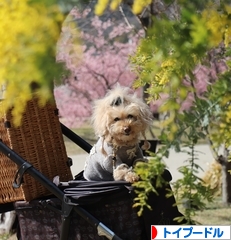 にほんブログ村 犬ブログ トイプードルへ