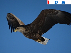 にほんブログ村 鳥ブログ 野鳥へ