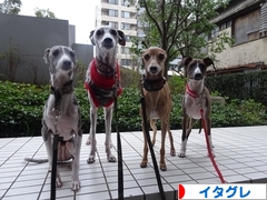 にほんブログ村 犬ブログ イタリアングレーハウンドへ