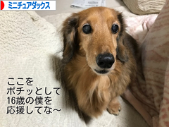 にほんブログ村 犬ブログ ミニチュアダックスフンドへ