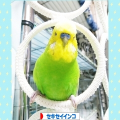 にほんブログ村 鳥ブログ セキセイインコへ