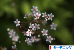 にほんブログ村 花・園芸ブログ ガーデニングへ