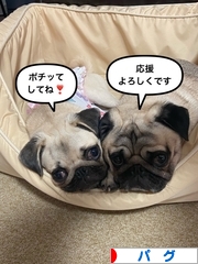 にほんブログ村 犬ブログ パグへ