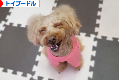 にほんブログ村 犬ブログ トイプードルへ