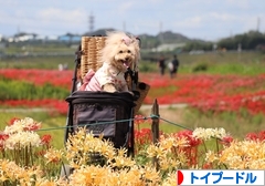 にほんブログ村 犬ブログ トイプードルへ