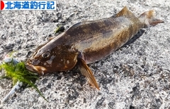 にほんブログ村 釣りブログ 北海道釣行記へ