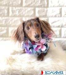 にほんブログ村 犬ブログ カニンヘンダックスフンドへ