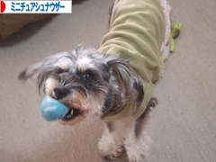 にほんブログ村 犬ブログ ミニチュアシュナウザーへ