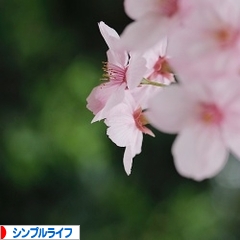 にほんブログ村 ライフスタイルブログ シンプルライフへ