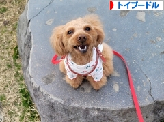 にほんブログ村 犬ブログ トイプードルへ