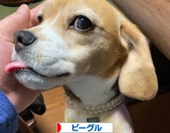 にほんブログ村 犬ブログ ビーグルへ