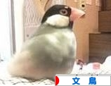 にほんブログ村 鳥ブログ 文鳥へ