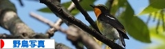 にほんブログ村 写真ブログ 野鳥写真へ