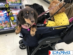 にほんブログ村 犬ブログ ミニチュアダックスフンドへ