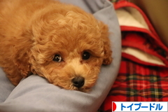 にほんブログ村 犬ブログ トイプードルへ