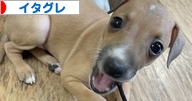 にほんブログ村 犬ブログ イタリアングレーハウンドへ