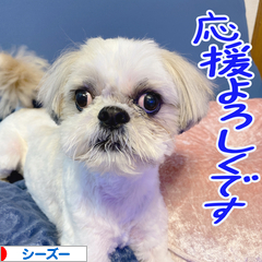 にほんブログ村 犬ブログ シーズーへ