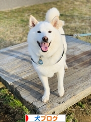 にほんブログ村 犬ブログへ