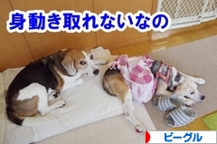 にほんブログ村 犬ブログ ビーグルへ