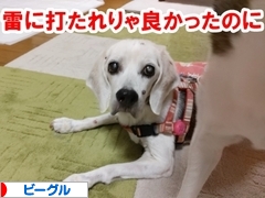 にほんブログ村 犬ブログ ビーグルへ