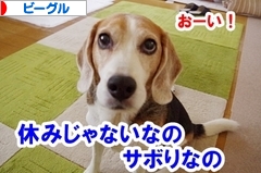 にほんブログ村 犬ブログ ビーグルへ