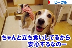 にほんブログ村 犬ブログ ビーグルへ