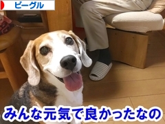 にほんブログ村 犬ブログ ビーグルへ