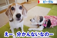 にほんブログ村 犬ブログ ビーグルへ