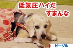 にほんブログ村 犬ブログ ビーグルへ