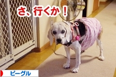 にほんブログ村 犬ブログ ビーグルへ