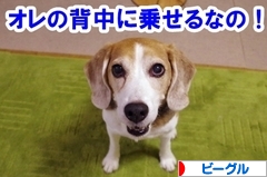 にほんブログ村 犬ブログ ビーグルへ