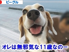 にほんブログ村 犬ブログ ビーグルへ