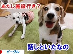 にほんブログ村 犬ブログ ビーグルへ