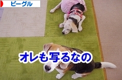 にほんブログ村 犬ブログ ビーグルへ