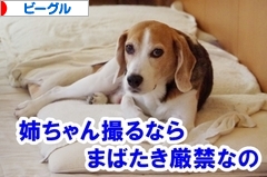 にほんブログ村 犬ブログ ビーグルへ